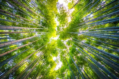 Bambu Grove Arashiyama Kyoto Japonya ormandaki güzel manzara