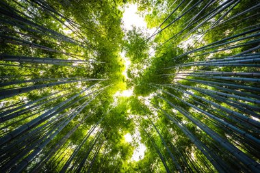 Bambu Grove Arashiyama Kyoto Japonya ormandaki güzel manzara