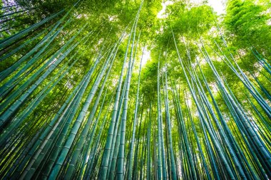 Bambu Grove Arashiyama Kyoto Japonya ormandaki güzel manzara