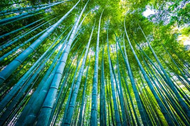 Bambu Grove Arashiyama Kyoto Japonya ormandaki güzel manzara