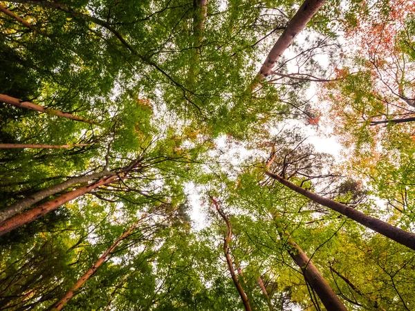 Bela Paisagem Árvore Grande Floresta Com Ponto Vista Anjo Baixo — Fotografia de Stock