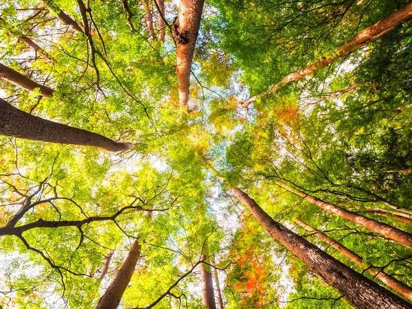 Krásná Krajina Velký Strom Lese Výhledem Nízké Angel Bod — Stock fotografie