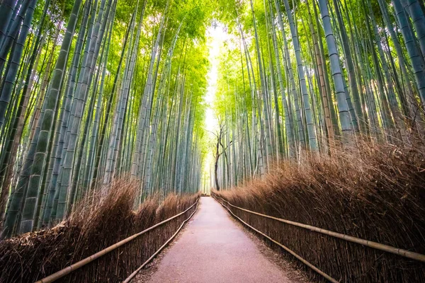 Prachtige Landschap Van Bamboebos Het Bos Shee Kyoto Japan — Stockfoto