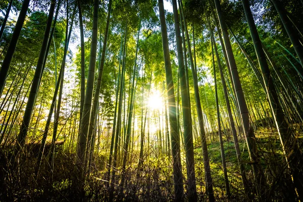 Piękny Krajobraz Bambusowy Gaj Lesie Arashiyama Kioto Japonia — Zdjęcie stockowe