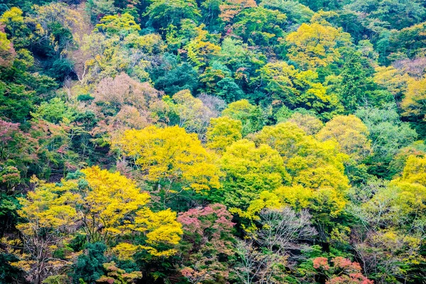 Hermoso Montón Árboles Bosque Para Fondo —  Fotos de Stock