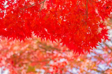 Sonbahar sezonu ağacın güzel kırmızı ve yeşil akçaağaç yaprağı