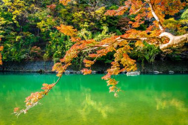 Akçaağaç ağaç yaprak ve sonbahar sezonu Kyoto Japonya göl etrafında tekne ile güzel Arashiyama Nehri