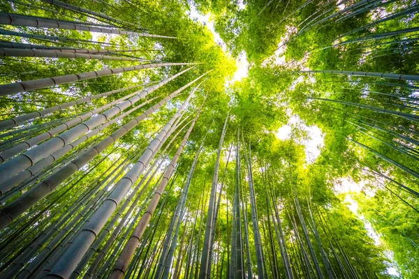 Bellissimo Paesaggio Bambù Boschetto Nella Foresta Arashiyama Kyoto Giappone — Foto Stock