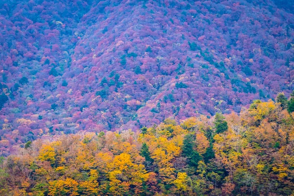 Paisagem Bonita Monte Árvore Com Folha Colorida Torno Montanha Temporada — Fotografia de Stock