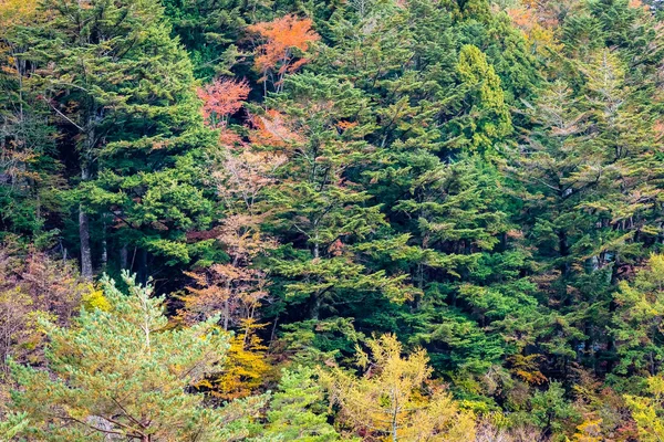 Bir Ağaç Dağ Sonbahar Sezonu Etrafında Renkli Yaprak Ile Çok — Stok fotoğraf