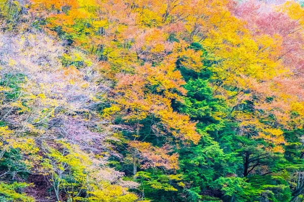 Hermoso Paisaje Montón Árboles Con Hojas Colores Alrededor Montaña Temporada —  Fotos de Stock