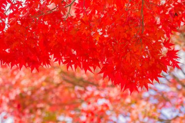 Sonbahar sezonu ağacın güzel kırmızı ve yeşil akçaağaç yaprağı