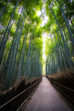 Bambu Grove Arashiyama Kyoto Japonya ormandaki güzel manzara