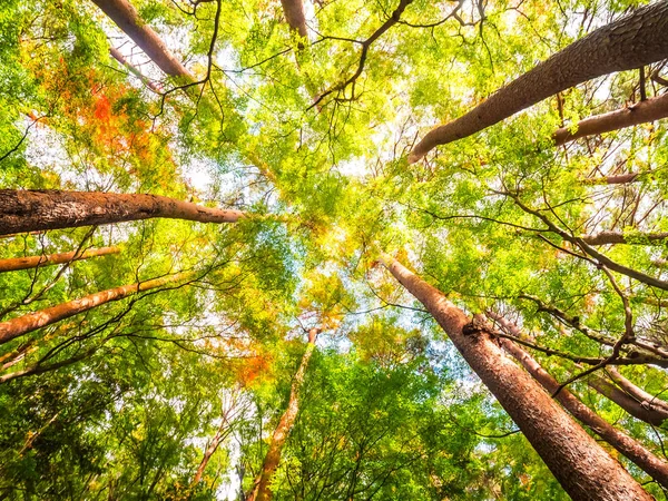 Krásná Krajina Velký Strom Lese Výhledem Nízké Angel Bod — Stock fotografie