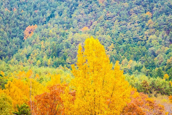 Paisagem Bonita Monte Árvore Com Folha Colorida Torno Montanha Temporada — Fotografia de Stock