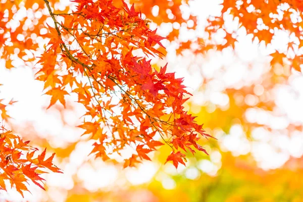 Bella Foglia Acero Rosso Verde Sull Albero Nella Stagione Autunnale — Foto Stock