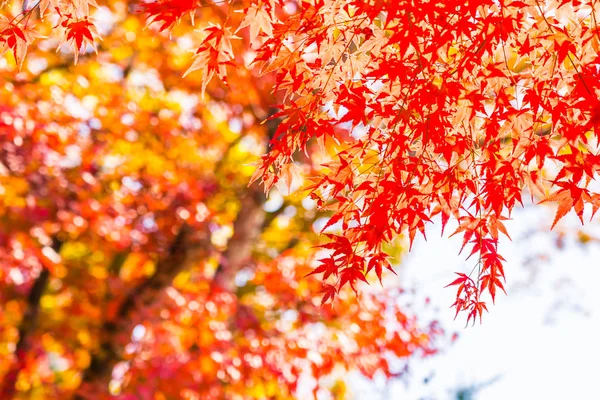 Sonbahar Sezonu Ağacın Güzel Kırmızı Yeşil Akçaağaç Yaprağı — Stok fotoğraf