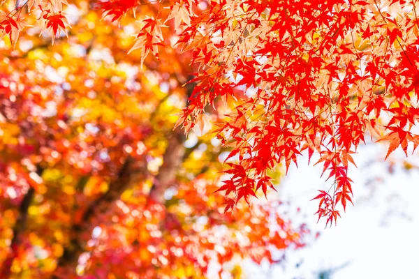 Bella Foglia Acero Rosso Verde Sull Albero Nella Stagione Autunnale — Foto Stock