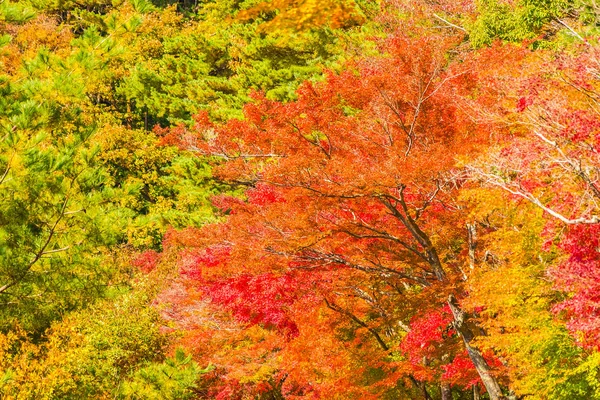 秋の木に美しい赤と緑のカエデの葉 — ストック写真