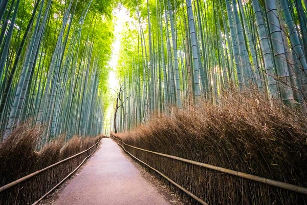 Prachtige Landschap Van Bamboebos Het Bos Shee Kyoto Japan — Stockfoto