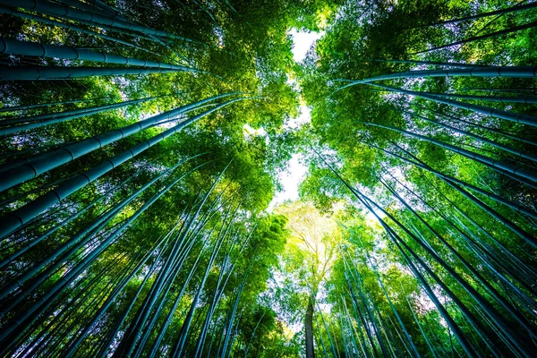 Beau Paysage Bambou Dans Forêt Arashiyama Kyoto Japon — Photo