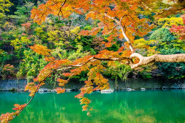 Beautiful Arashiyama River Maple Leaf Tree Boat Lake Autumn Season — Stock Photo, Image