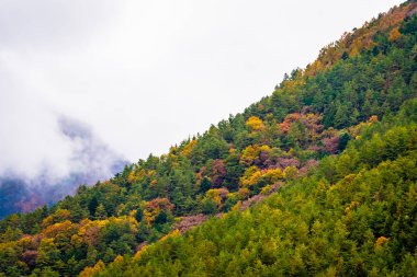 Bir ağaç dağ sonbahar sezonu etrafında renkli yaprak ile çok güzel manzara