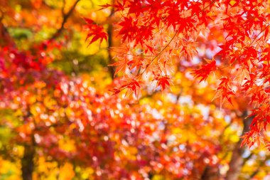 Sonbahar sezonu ağacın güzel kırmızı ve yeşil akçaağaç yaprağı