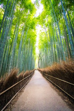 Bambu Grove Arashiyama Kyoto Japonya ormandaki güzel manzara