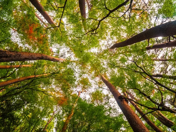 Ландшафт Большого Дерева Лесу Низкой Обзорной Точкой — стоковое фото