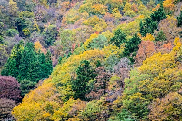 Όμορφο Τοπίο Πολλή Δέντρο Πολύχρωμα Φύλλα Γύρω Από Βουνό Στην — Φωτογραφία Αρχείου