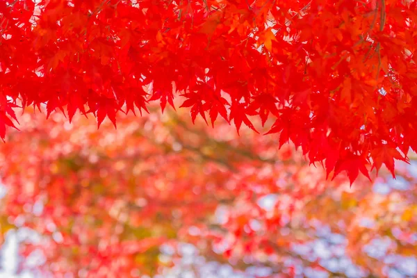 Schönes Rotes Und Grünes Ahornblatt Baum Herbst — Stockfoto