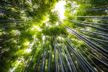 Bambu Grove Arashiyama Kyoto Japonya ormandaki güzel manzara