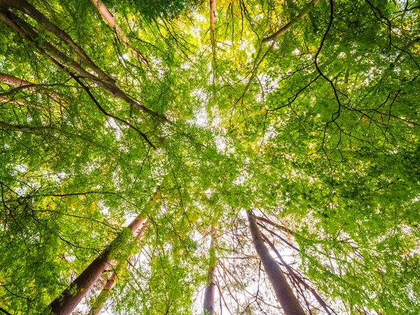 Krásná Krajina Velký Strom Lese Výhledem Nízké Angel Bod — Stock fotografie