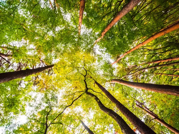 Schöne Landschaft Mit Großem Baum Wald Mit Niedrigem Engel Aussichtspunkt — Stockfoto