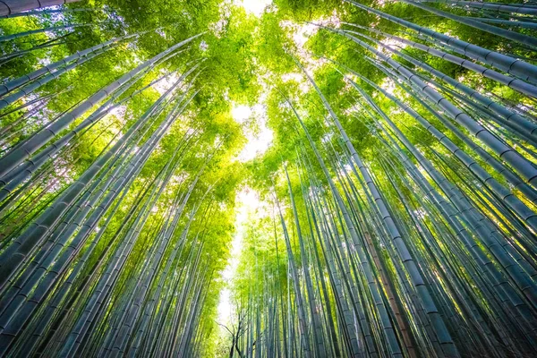 Piękny Krajobraz Bambusowy Gaj Lesie Arashiyama Kioto Japonia — Zdjęcie stockowe