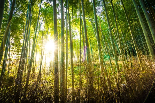 嵐山京都林竹林の美しい風景 — ストック写真