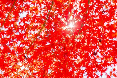 Sonbahar sezonu ağacın güzel kırmızı ve yeşil akçaağaç yaprağı