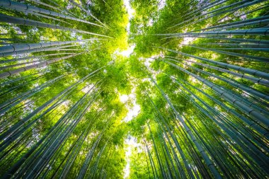 Bambu Grove Arashiyama Kyoto Japonya ormandaki güzel manzara