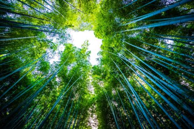 Bambu Grove Arashiyama Kyoto Japonya ormandaki güzel manzara