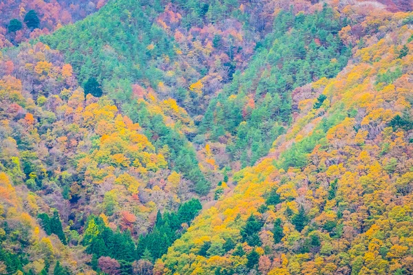 Bir Ağaç Dağ Sonbahar Sezonu Etrafında Renkli Yaprak Ile Çok — Stok fotoğraf