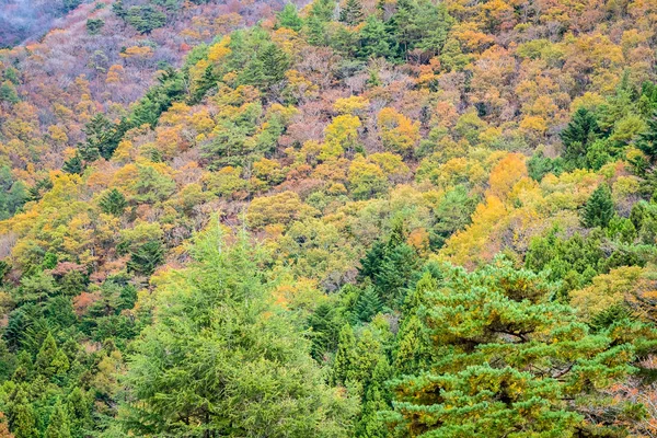 Осенний Сезон Вокруг Горы Много Деревьев Цветными Листьями — стоковое фото
