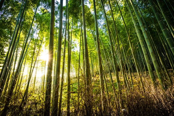 Piękny Krajobraz Bambusowy Gaj Lesie Arashiyama Kioto Japonia — Zdjęcie stockowe