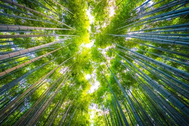 Bambu Grove Arashiyama Kyoto Japonya ormandaki güzel manzara