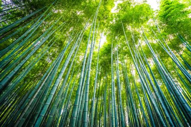 Bambu Grove Arashiyama Kyoto Japonya ormandaki güzel manzara