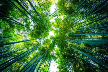 Bambu Grove Arashiyama Kyoto Japonya ormandaki güzel manzara