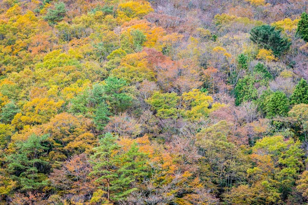 Vackra Landskapet Massa Träd Med Färgglada Löv Runt Berget Höstsäsongen — Stockfoto