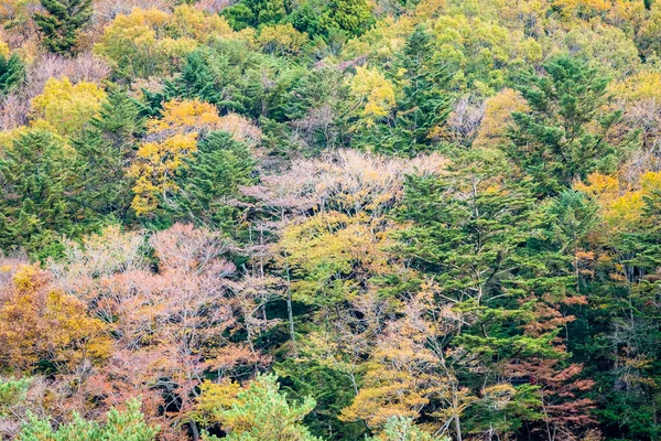 Hermoso Paisaje Montón Árboles Con Hojas Colores Alrededor Montaña Temporada —  Fotos de Stock