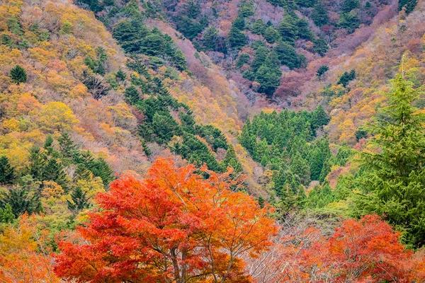 Όμορφο Τοπίο Πολλή Δέντρο Πολύχρωμα Φύλλα Γύρω Από Βουνό Στην — Φωτογραφία Αρχείου