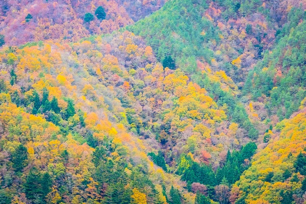 Bir Ağaç Dağ Sonbahar Sezonu Etrafında Renkli Yaprak Ile Çok — Stok fotoğraf